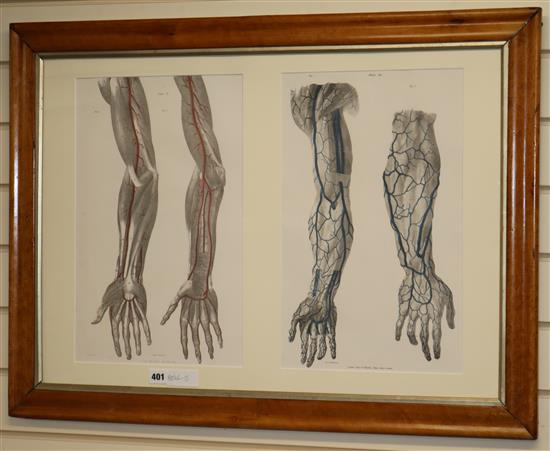 Taylor & Walton, two hand coloured engravings of hands, maple framed 45 x 28cm, framed as one